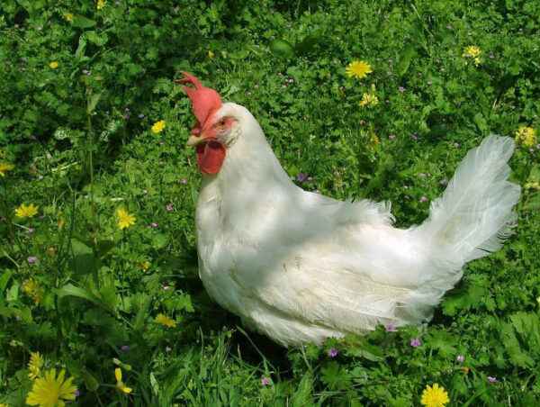 אופן קניית תרנגולות: מדריך למתחילים לרכישת אפרוחים