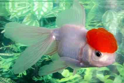 אורנדה דג זהב: מאפיינים, דיאטה, רבייה ושימושים