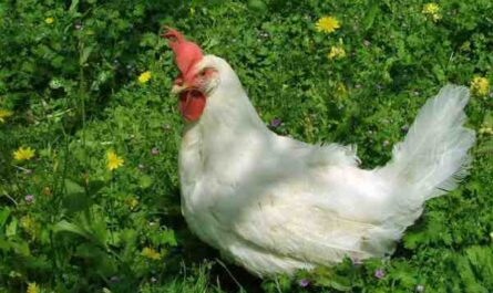 איך לתפוס תרנגול: מדריך לתפיסת תרנגול שנמלט