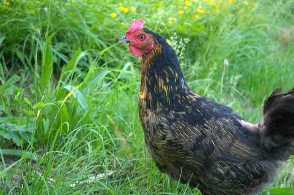 בעיות בהנחת תרנגולות: מניעת בעיות עוף נפוצות בשכבות