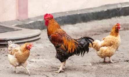 ברודי תרנגולת: מהי תרנגולת ברודי וכיצד לזהות אותה