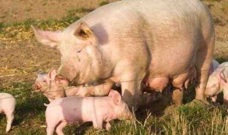 גזעי חזירים: הגזעים הטובים ביותר לעסקי גידול חזירים