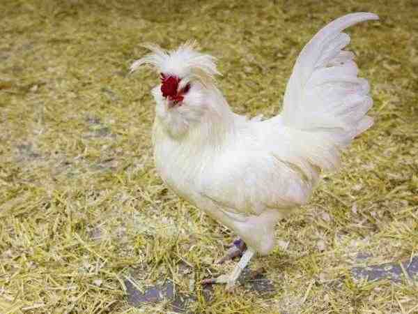 גזעי עופות אסיאתיים: סוגי תרנגולות שגדלו באסיה