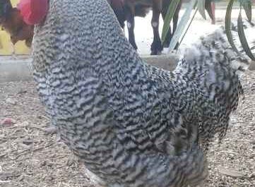גזרי עופות אנגליים: סוגי תרנגולות שגדלו בעולם האנגלי