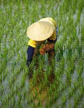 גידול אורז: כיצד מגדלים אורז (מדריך למתחילים)