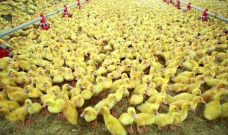 גידול ברווזים עם תרנגולות: עסק רווחי למתחילים