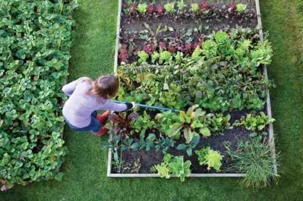 גידול חומוס: חקלאות אורגניות אורגניות בגינה הביתית