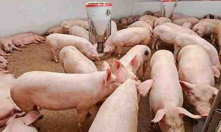 גידול חזירים: איך לגדל חזירים (מדריך למתחילים)