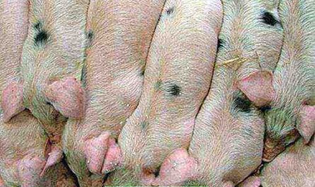 גידול חזירים: מדריך עסקי מסחרי למתחילים