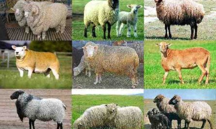 גידול כבשים: מידע ומדריך מלא למתחילים