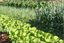 גידול סלוטוס: חקלאות צמחית אורגנית בגינה הביתית