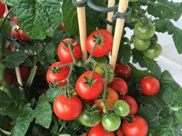 גידול עגבניות: חקלאות עגבניות אורגניות בגינה הביתית