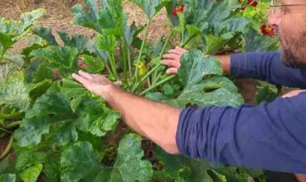 גידול קישואים: חקלאות סקווש אורגנית בגינה הביתית