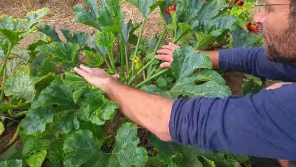 גידול קישואים: חקלאות סקווש אורגנית בגינה הביתית