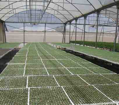 גידול ראפיני: חקלאות ראפיני אורגנית בגינה הביתית