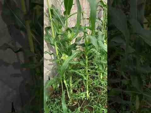 גידול תירס מתוק: חקלאות גרגר מתוק אורגני בגינה הביתית