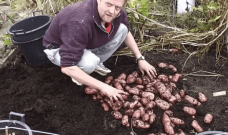 גידול תפוחי אדמה: חקלאות תפוחי אדמה אורגנית בגינה הביתית