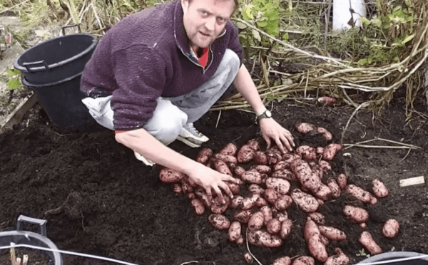 גידול תפוחי אדמה: חקלאות תפוחי אדמה אורגנית בגינה הביתית