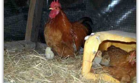 גידול תרנגולות מאפרוחים ישנים: כיצד לגדל אפרוחים