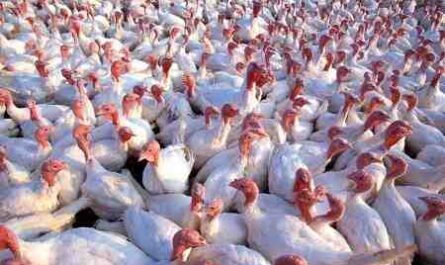 גידול תרנגולי הודו מפוליטים: כיצד מגדלים פולטי טורקיה