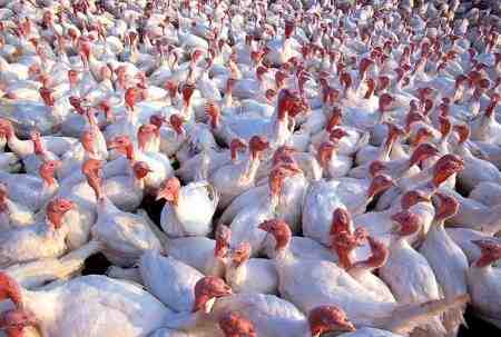 גידול תרנגולי הודו מפוליטים: כיצד מגדלים פולטי טורקיה