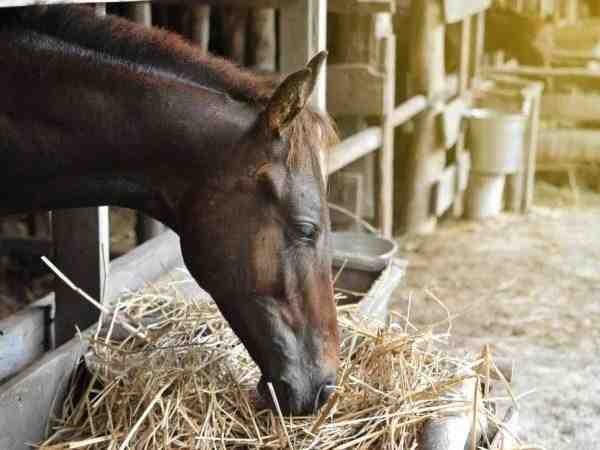 גרם סוסים גדל: חקלאות גרם סוסים למתחילים