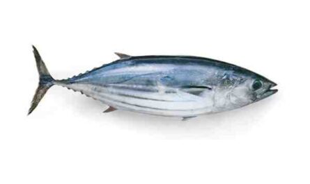 דג הטונה של סקיפג'ק: מאפיינים, דיאטה, רבייה ושימושים