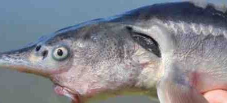 דג השוור כחול: מאפיינים, דיאטה, רבייה ושימושים