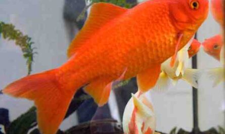 דג זהב: מאפיינים, רבייה, מוצא, שימושים ותוחלת חיים