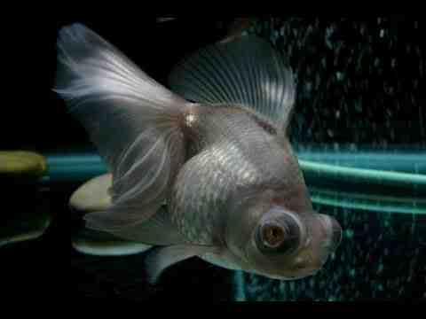 דג זהב של טלסקופ פנדה: מאפיינים, דיאטה ושימושים