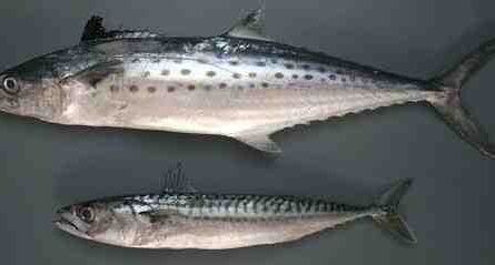 דג מקרל הודי: מאפיינים, דיאטה, רבייה ושימושים