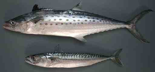 דג מקרל הודי: מאפיינים, דיאטה, רבייה ושימושים