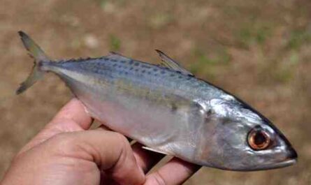 דג מקרל ספרדי צר: מאפיינים ושימושים