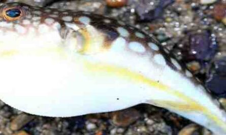 דג פבדה: מאפיינים, האכלה, רבייה ומידע מלא