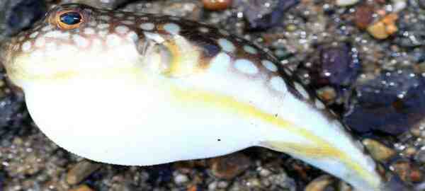 דג פבדה: מאפיינים, האכלה, רבייה ומידע מלא