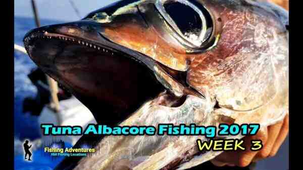 דגי Albacore: מאפיינים, דיאטה, רבייה ושימושים