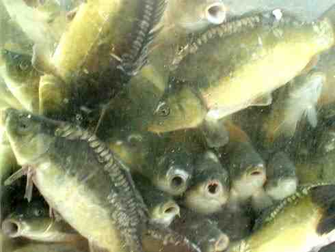 דגים נוגדים של Yellowstripe: מאפיינים, דיאטה, רבייה ושימושים