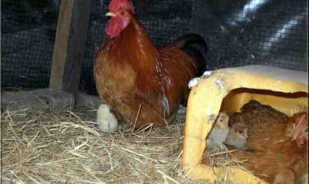 הגבהת תרנגולות והנחת פרפרים: מדריך עסקי מלא