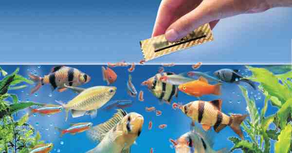 הזנת דגים: כיצד להאכיל דגים לצמיחה ובריאות טובה יותר