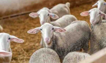 הזנת כבשים: מה להאכיל את הכבשים שלך לייצור טוב יותר