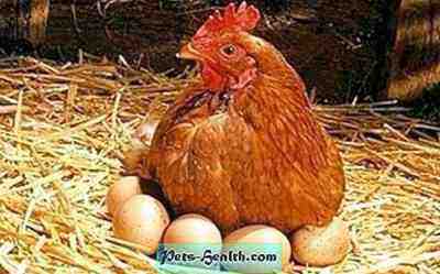 הזנת עופות שכבה: מה להאכיל את התרנגולות המטילות שלך