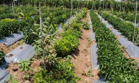 וייט הולנד חקלאות חקלאות: תוכנית התחלה עסקית למתחילים