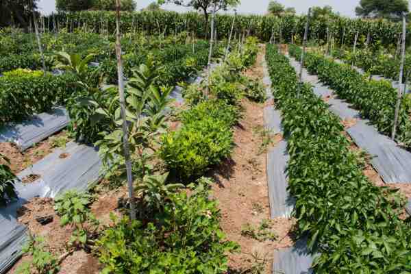 וייט הולנד חקלאות חקלאות: תוכנית התחלה עסקית למתחילים