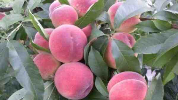 חקלאות אפרסק: גידול פירות אפרסק למתחילים