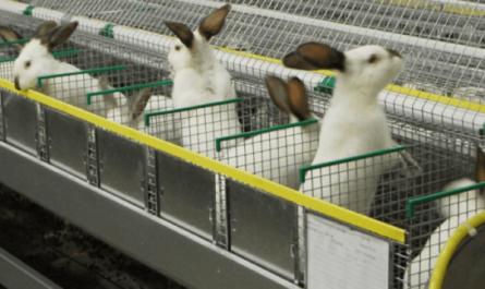 חקלאות ארנבים בהודו: מדריך עסקי רווחי למתחילים