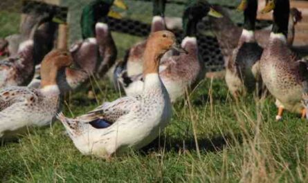 חקלאות ברווז של Abacot Ranger: תוכנית התחלה עסקית למתחילים