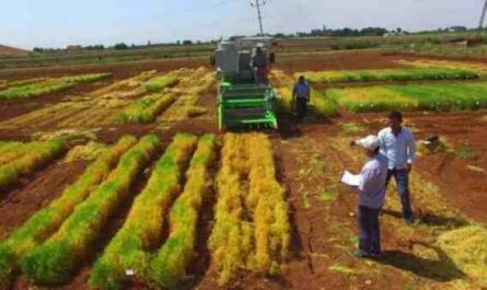 חקלאות טורקיה לבנה של חמד: תוכנית התחלה עסקית למתחילים