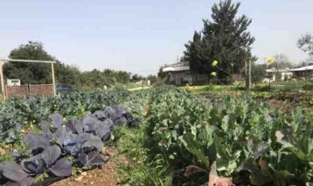 חרדל הגדל: חקלאות חרדל אורגנית בגינה הביתית