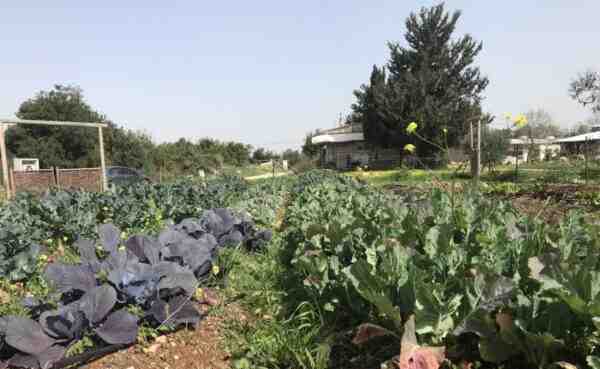 חרדל הגדל: חקלאות חרדל אורגנית בגינה הביתית