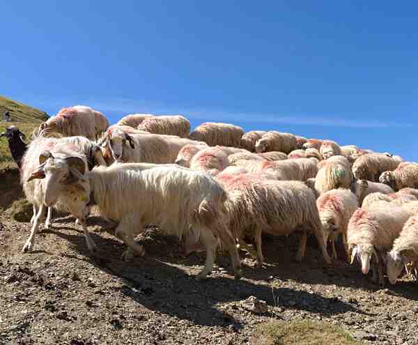 כבשים Basco-bearnaise: מאפיינים, שימושים ומידע על גזע